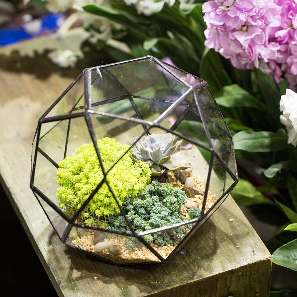 Geometric Dome Terrarium 5