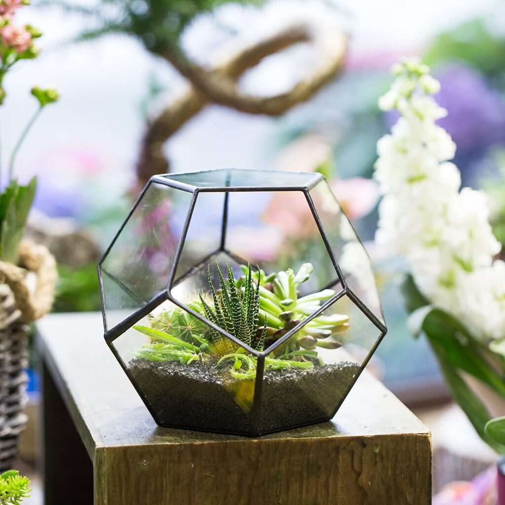 Start your own Terrarium - Black Glass Geometric Terrarium Container