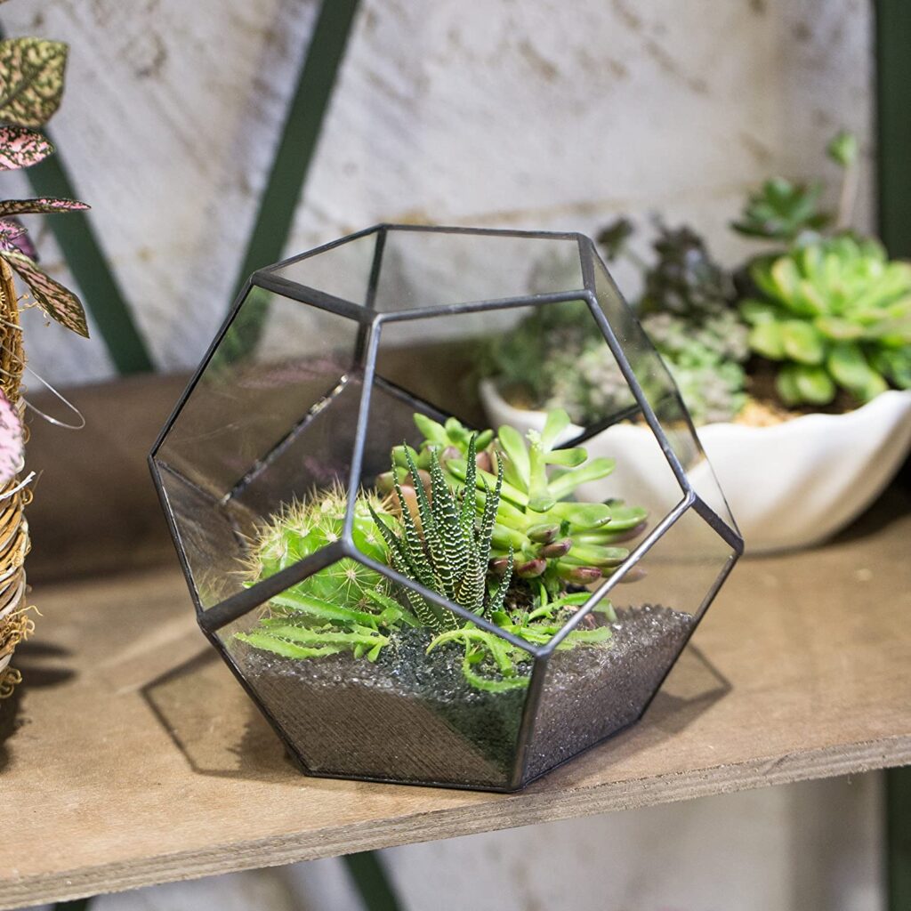 Start your own Terrarium - Black Glass Geometric Terrarium Container