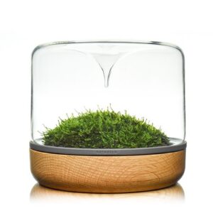 Terrarium DIY Materials - Terrarium Creations