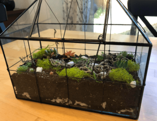 DIY Terrarium Garden - House Shaped Terrarium Container and Planter 3