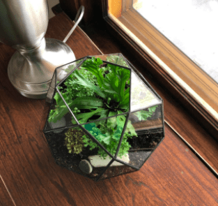 Geometric Dome Terrarium 1