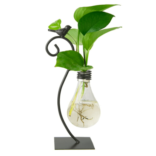 Glass Globe Desktop Terrarium & Planter