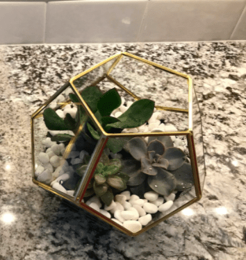 Moctus Glass Gemoetric Terrarium