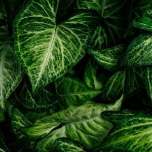 Philodendrons in Terrariums