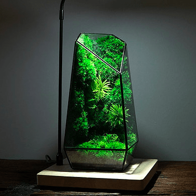 Vertex ZERO Pure Moss Wall Terrarium