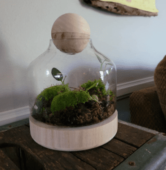 Glass Terrarium Container With Wooden Sphere Lid 3