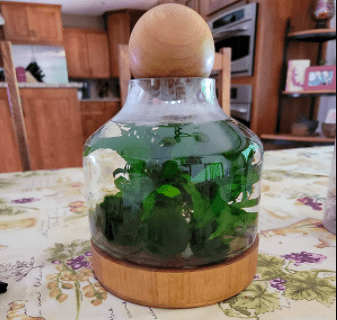 Glass Terrarium Container With Wooden Sphere Lid 2