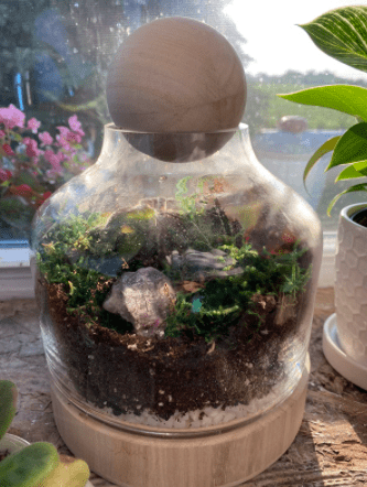 Glass Terrarium Container With Wooden Sphere Lid 1