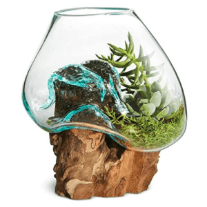 Hand Blown Molten Glass & Teak Wood Terrarium 1