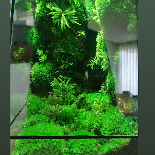 Vertex ZERO Pure Moss Wall Terrarium