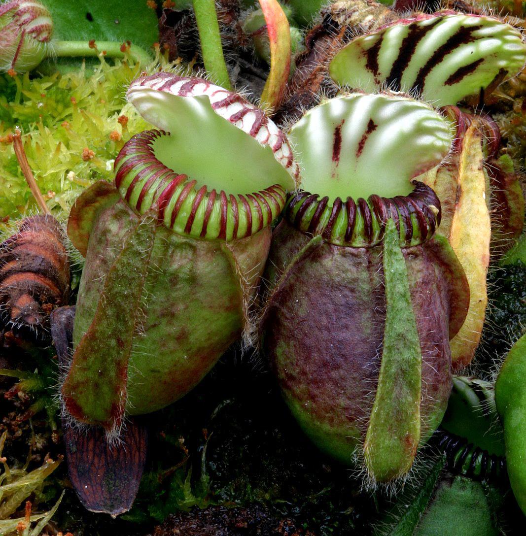 How to grow and care for Cephalotus Follicularis (Australian Pitcher Plant) carnivorous plants in terrariums