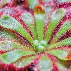 How to grow and care for Drosera (Sundews) carnivorous plants in terrariums