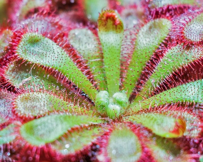 How to grow and care for Drosera (Sundews) carnivorous plants in terrariums