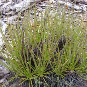 How to grow and care for Drosophyllum Lusitanicum (Dewy Pine) carnivorous plants in terrariums
