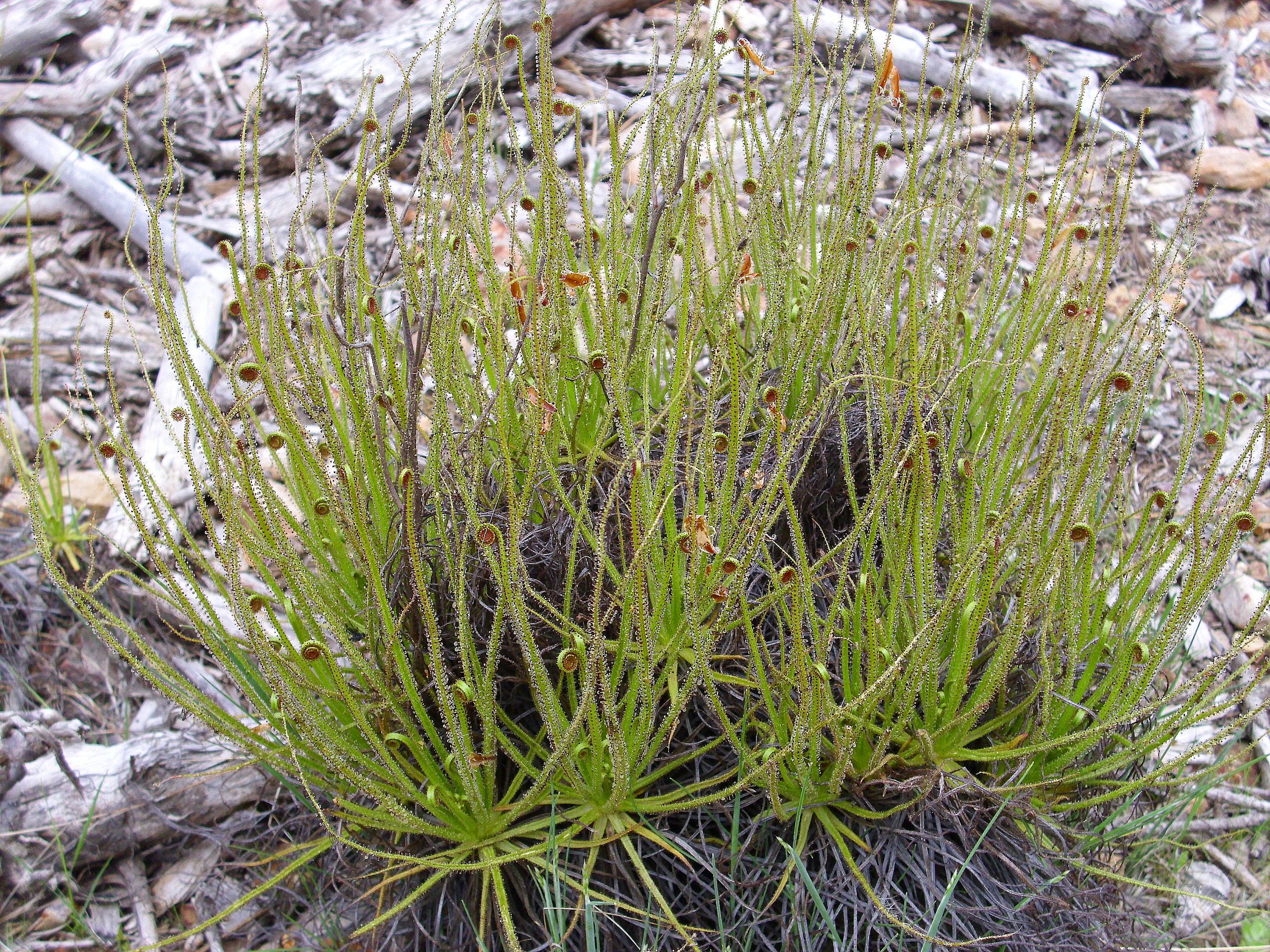 How to grow and care for Drosophyllum Lusitanicum (Dewy Pine) carnivorous plants in terrariums