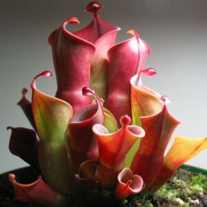How to grow and care for Heliamphora (Sun Pitchers) carnivorous plants in terrariums