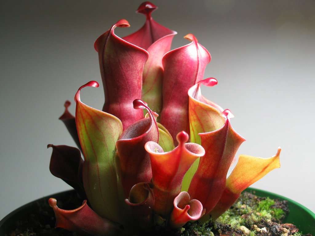 How to grow and care for Heliamphora (Sun Pitchers) carnivorous plants in terrariums