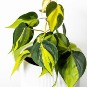 Philodendron-Brasil-in-Terrariums