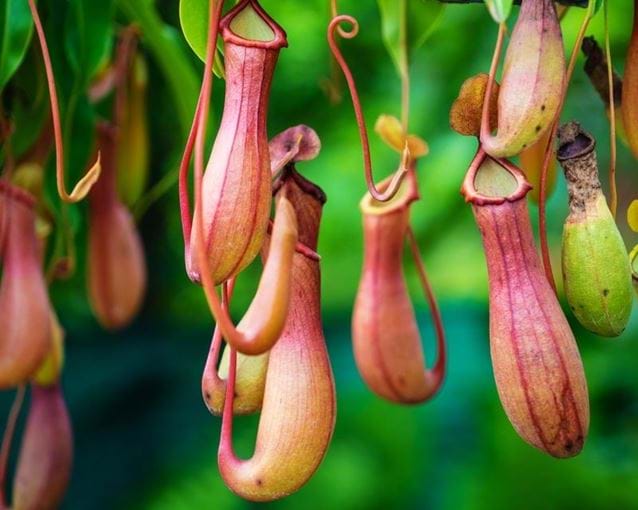 How to grow and care for Nepenthes (Tropical Pitcher Plants) carnivorous plants in terrariums