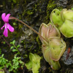 How to grow and care for Pinguicula (Butterworts) carnivorous plants in terrariums