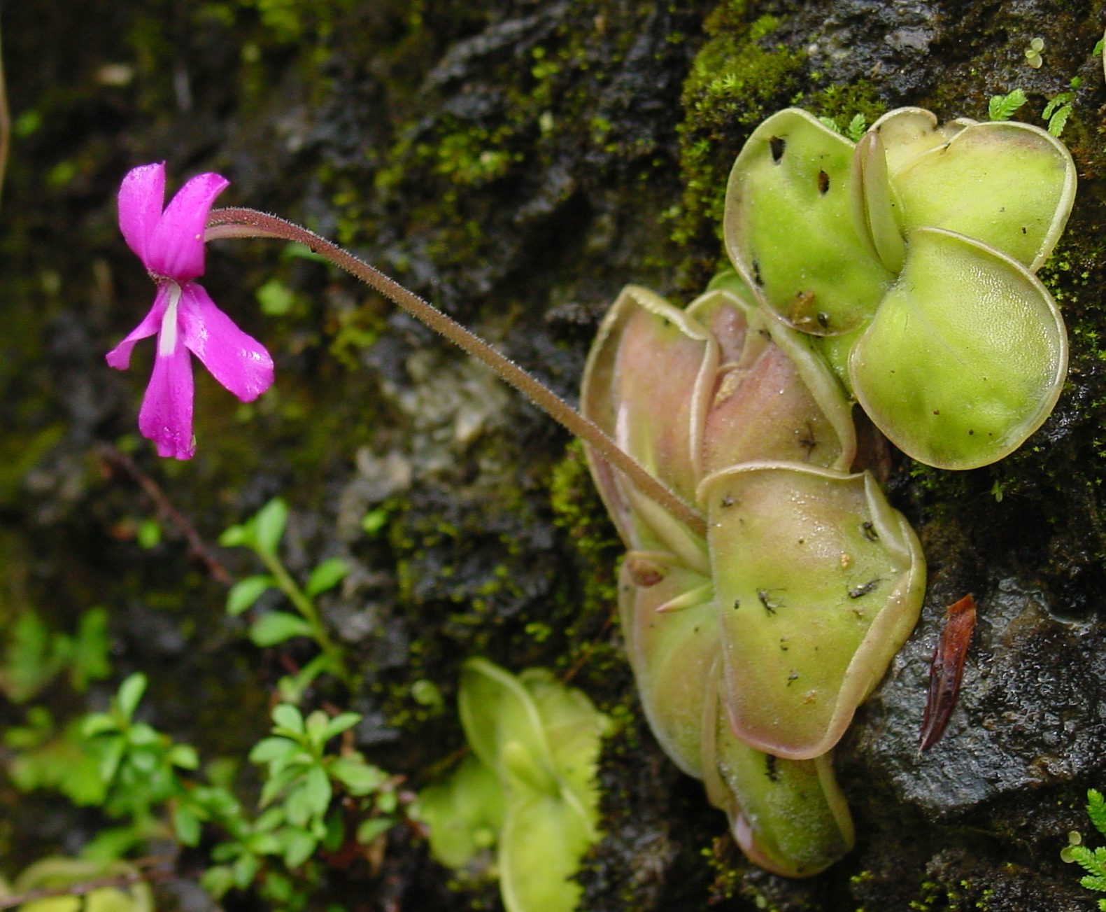 How to grow and care for Pinguicula (Butterworts) carnivorous plants in terrariums