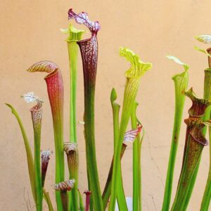How to grow and care for Sarracenia (American Pitcher Plants) carnivorous plants in terrariums