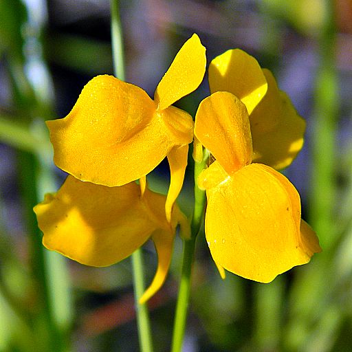 How to grow and care for Utricularia (Bladderworts) carnivorous plants in terrariums