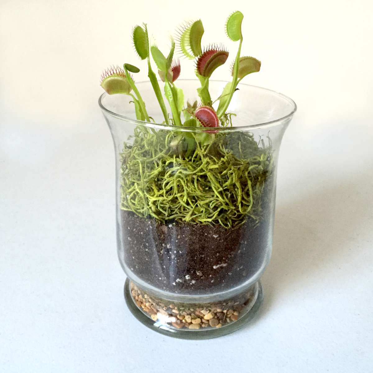 How to Care for a Venus Fly Trap