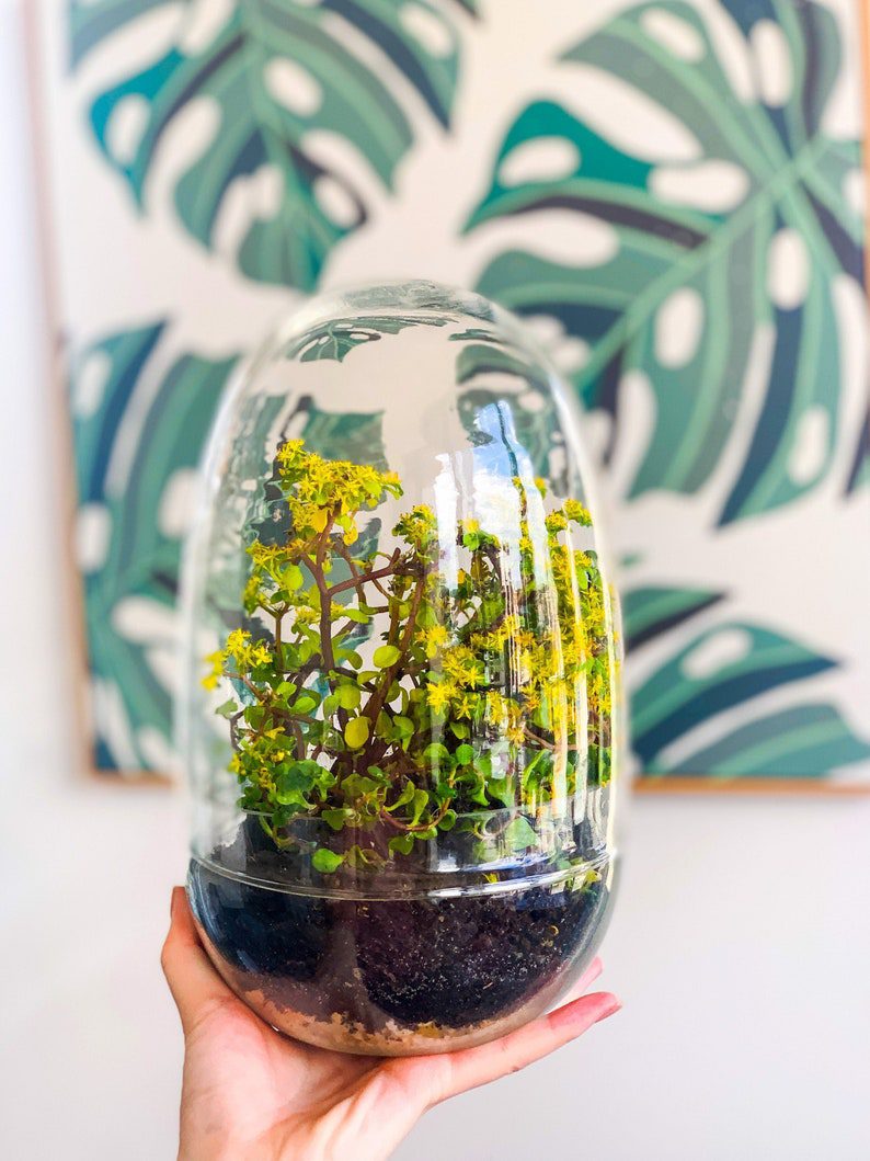 8 Types of Glass Terrarium for Your Next Project (Containers)