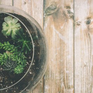 green succulent plant on clear glass jar on top of brown wooden surface