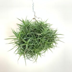 How to grow and care for Tillandsia Aeranthos air plants in terrariums
