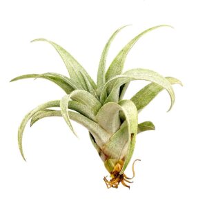How to grow and care for Tillandsia Capitata air plants in terrariums