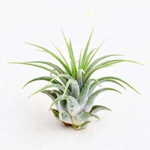 How to grow and care for Tillandsia Guatemala air plants in terrariums