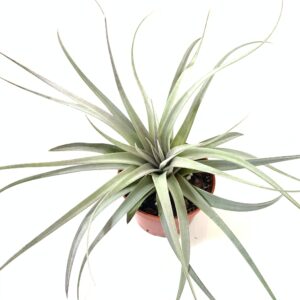 How to grow and care for Tillandsia Hondurensis air plants in terrariums