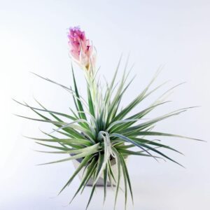 How to grow and care for Tillandsia Houston air plants in terrariums