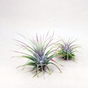 How to grow and care for Tillandsia Ionantha air plants in terrariums