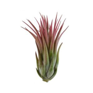 How to grow and care for Tillandsia Scaposa air plants in terrariums
