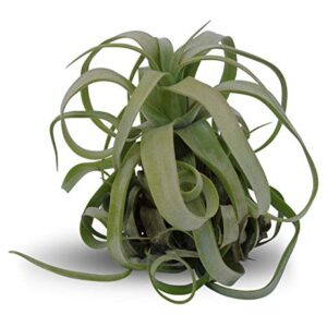 How to grow and care for Tillandsia Streptophylla air plants in terrariums
