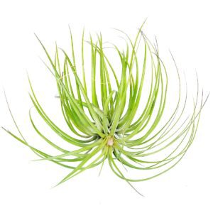 How to grow and care for Tillandsia Stricta air plants in terrariums