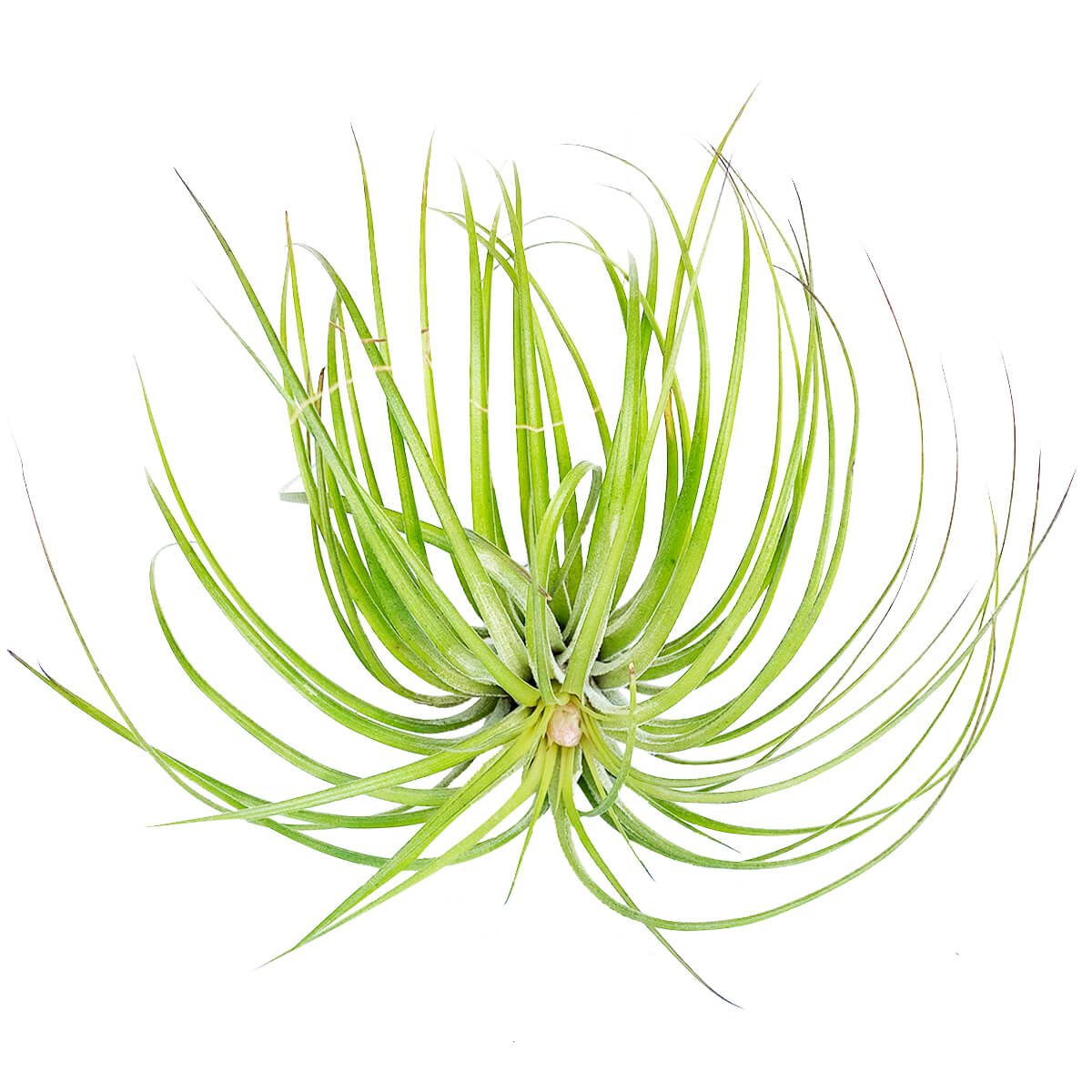 How to grow and care for Tillandsia Stricta air plants in terrariums