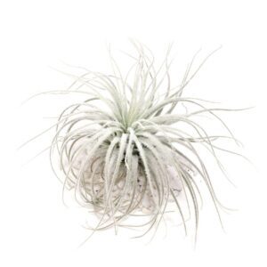 How to grow and care for Tillandsia Tectorum air plants in terrariums