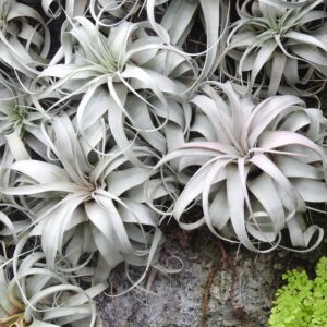 How to grow and care for Tillandsia xerographica air plants in terrariums