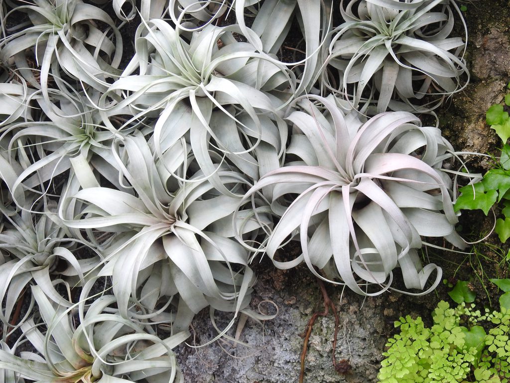 How to grow and care for Tillandsia xerographica air plants in terrariums