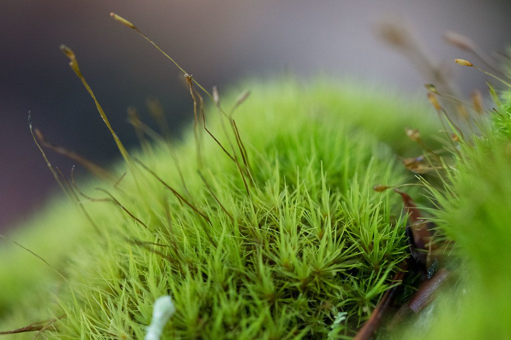 Dicranum (Pillow Moss), Living