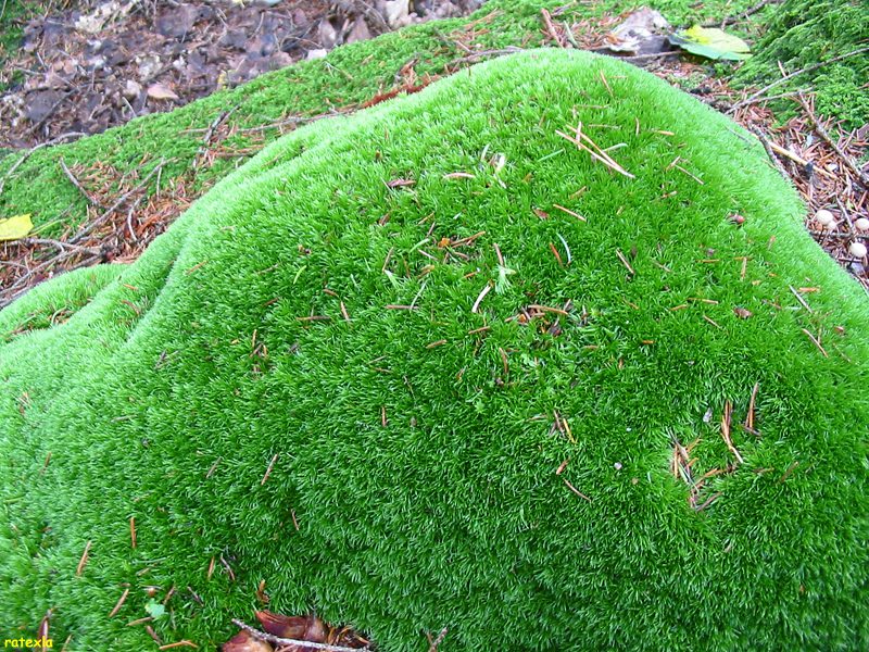 Cushion Moss Care Guide - Highland Moss