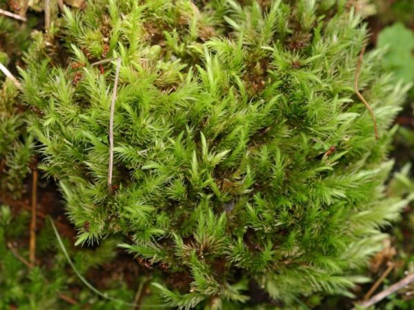 Aulacomnium palustre (Ribbed Bog) Moss: Terrarium Care Guide ...