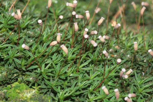 https://terrariumcreations.com/pogonatum-aloides-moss-in-terrariums-care-guide-to-help-your-moss-thrive/