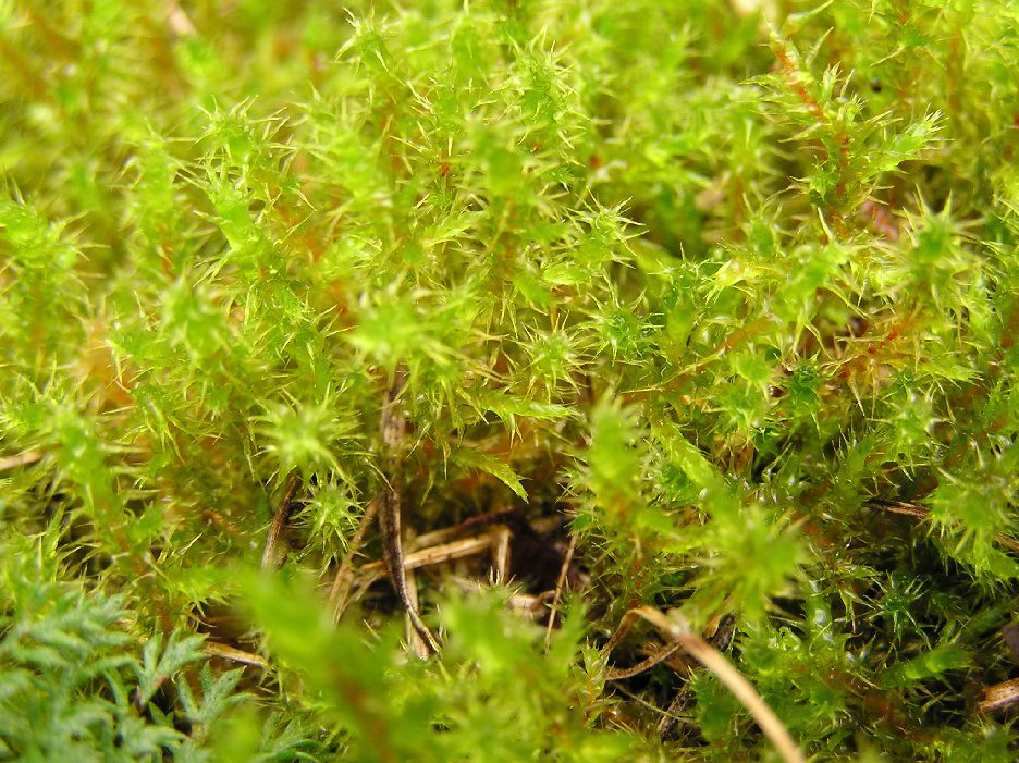 Rough Goose Neck Moss Plant Care: Water, Light, Nutrients