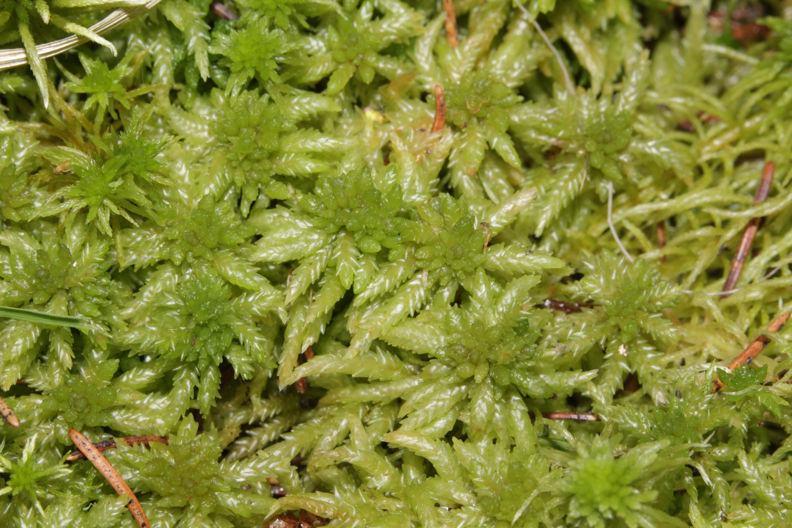 Sphagnum Moss - Sphagnum sp.